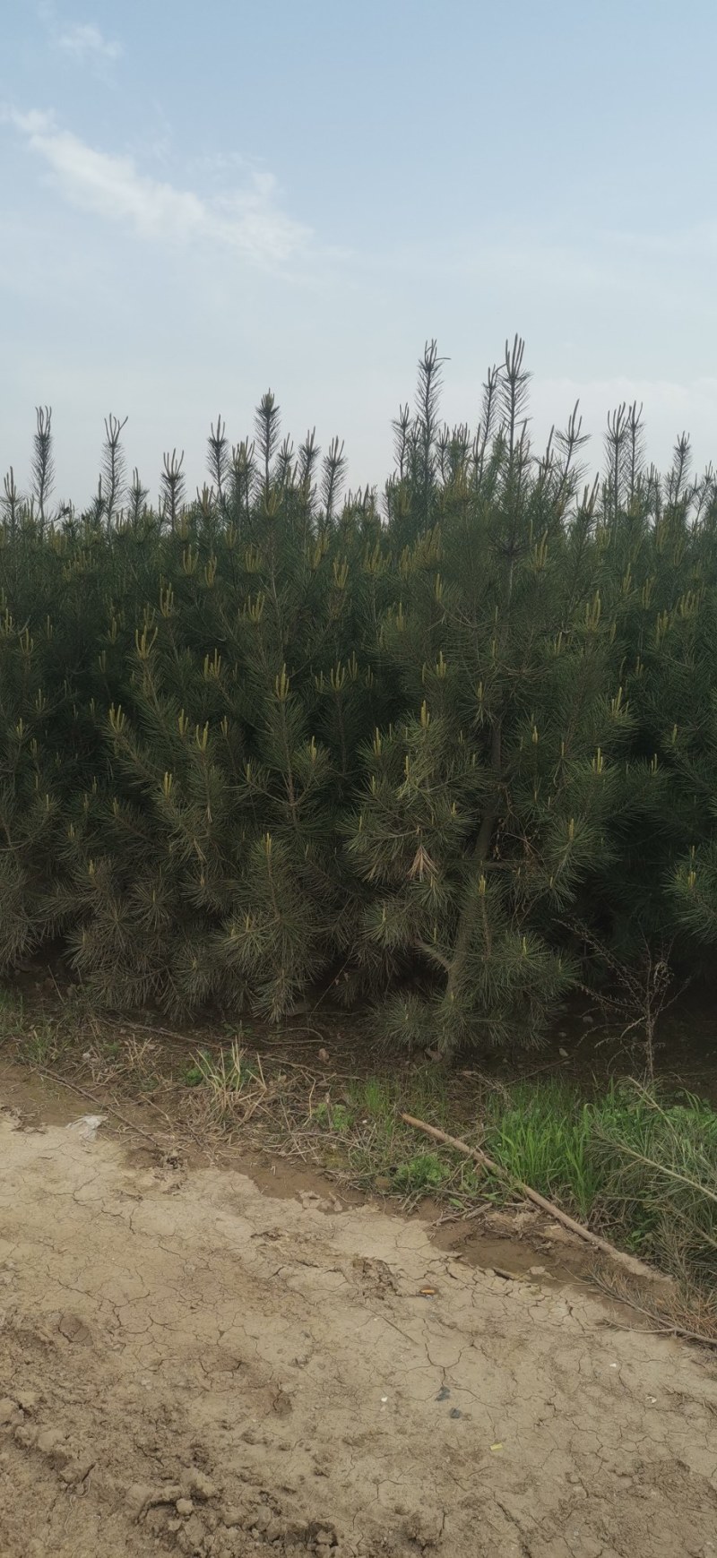 白皮松绿化树，风景树，2米左右！