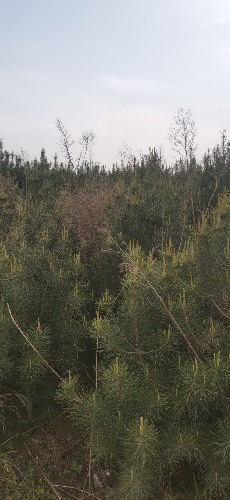 白皮松绿化树，风景树，2米左右！
