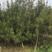 白皮松绿化树，风景树，2米左右！