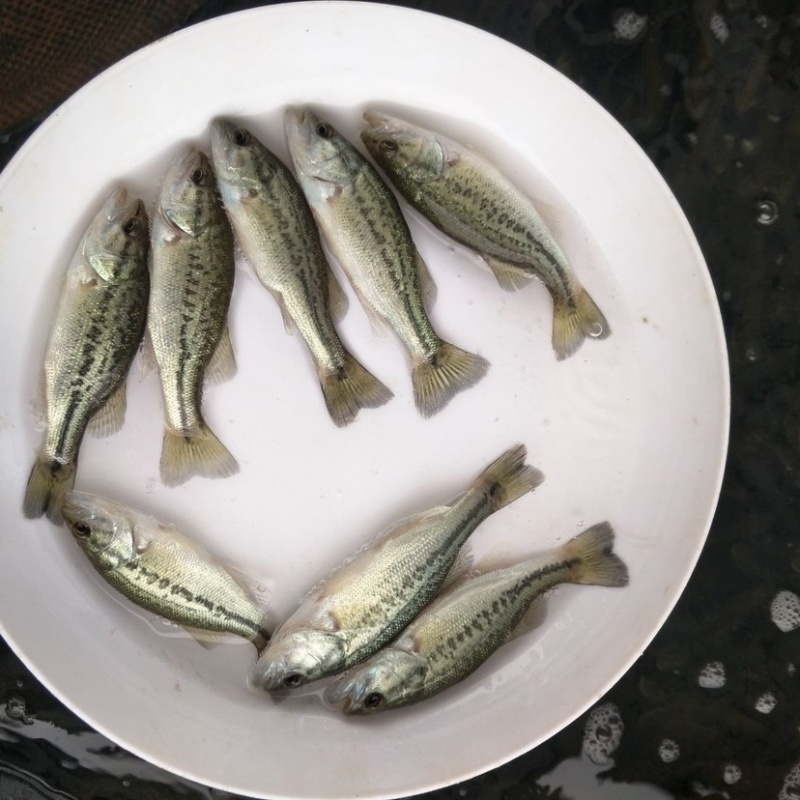 优质鲈鱼苗加州鲈鱼苗