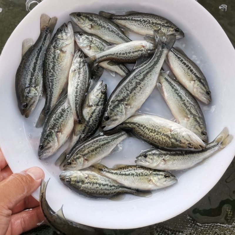 优质鲈鱼苗加州鲈鱼苗