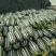 精品博洋9博洋91甜瓜山东甜瓜脆甜可口随行就市
