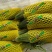 【精品】博洋61甜瓜山东羊角蜜甜瓜各种规格随行就市