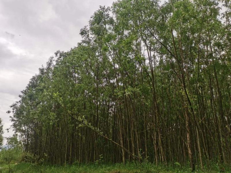 公路、荒山绿化，成活率高，欢迎老板咨询。