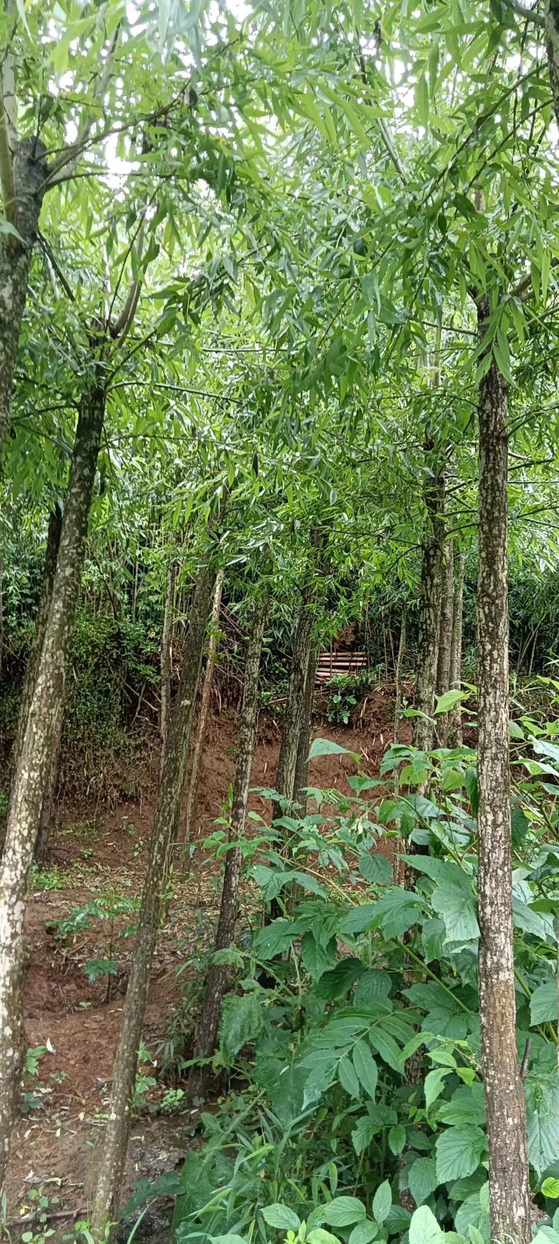 公路、荒山绿化，成活率高，欢迎老板咨询。