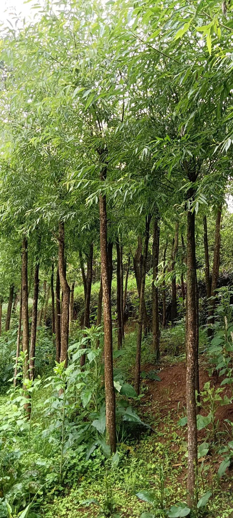 公路、荒山绿化，成活率高，欢迎老板咨询。