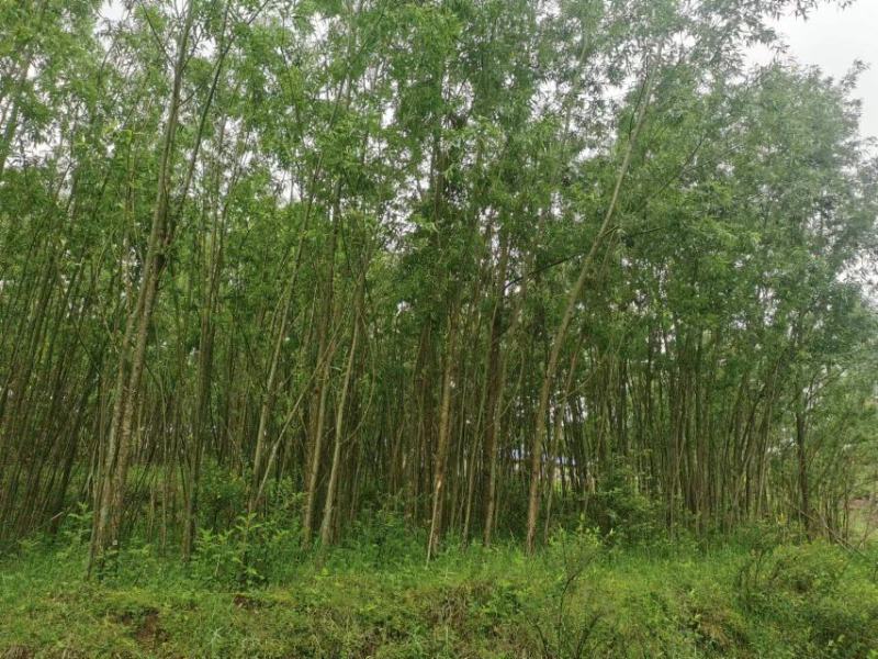 公路、荒山绿化，成活率高，欢迎老板咨询。