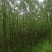 竹柳—公路绿化苗木#。荒山绿化#