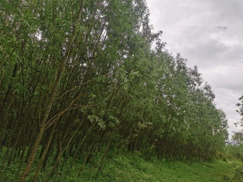 竹柳—公路绿化苗木#。荒山绿化#