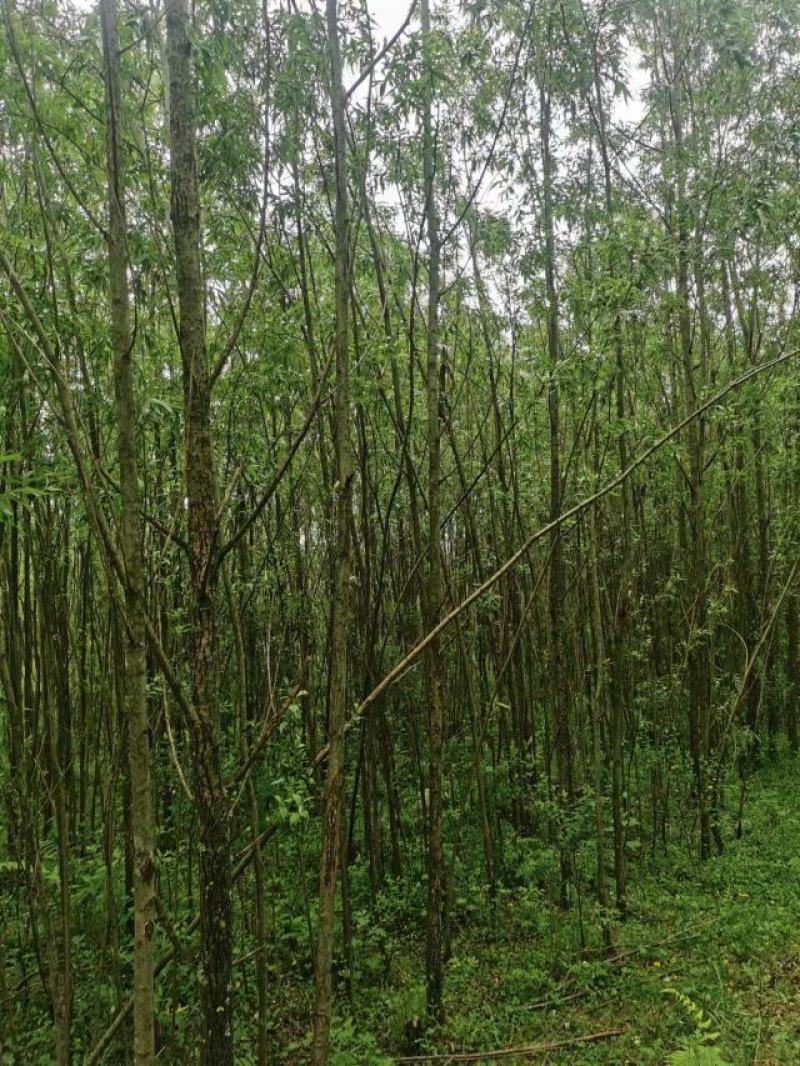 竹柳—公路绿化苗木#。荒山绿化#