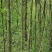 竹柳—公路绿化苗木#。荒山绿化#