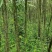 竹柳—公路绿化苗木#。荒山绿化#