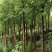 竹柳—公路绿化苗木#。荒山绿化#