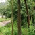 竹柳—公路绿化苗木#。荒山绿化#