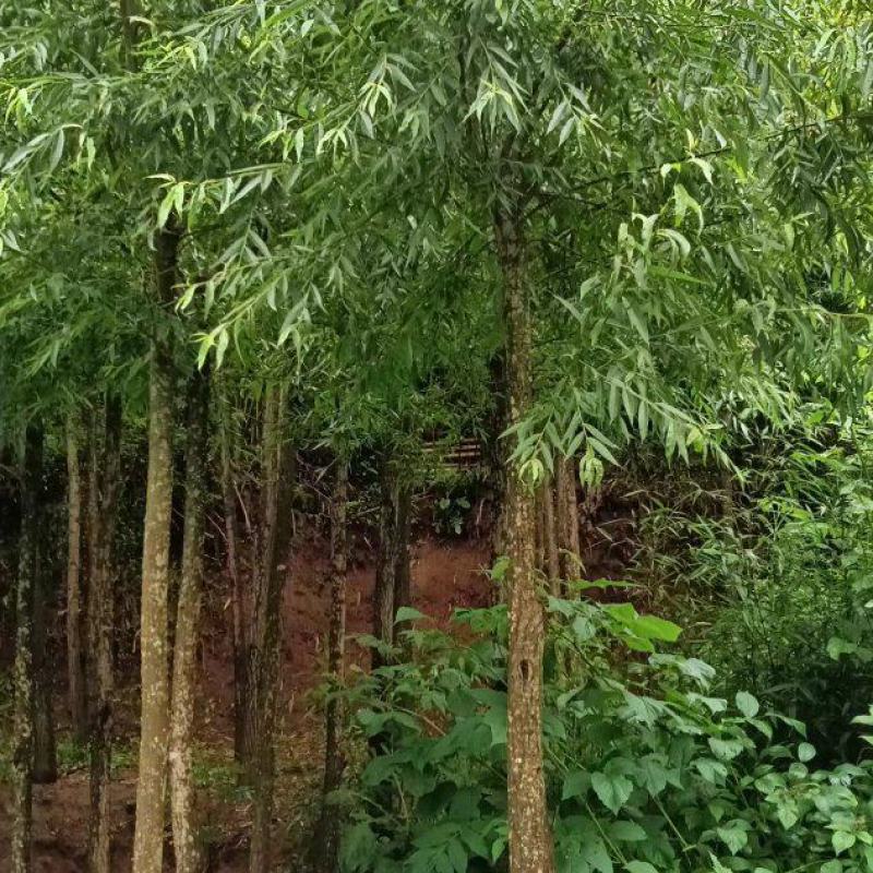 竹柳—公路绿化苗木#。荒山绿化#