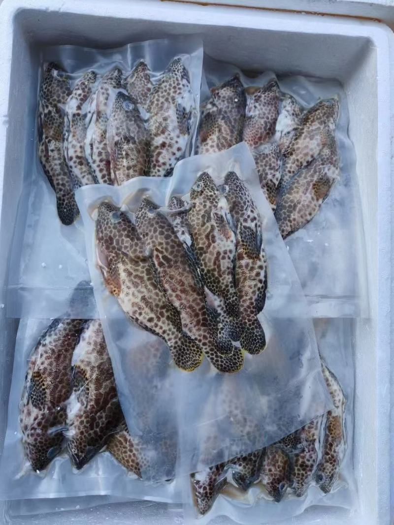 蜂巢斑-活杀极冻蜂巢斑-海南锦福益海供应蜂巢斑
