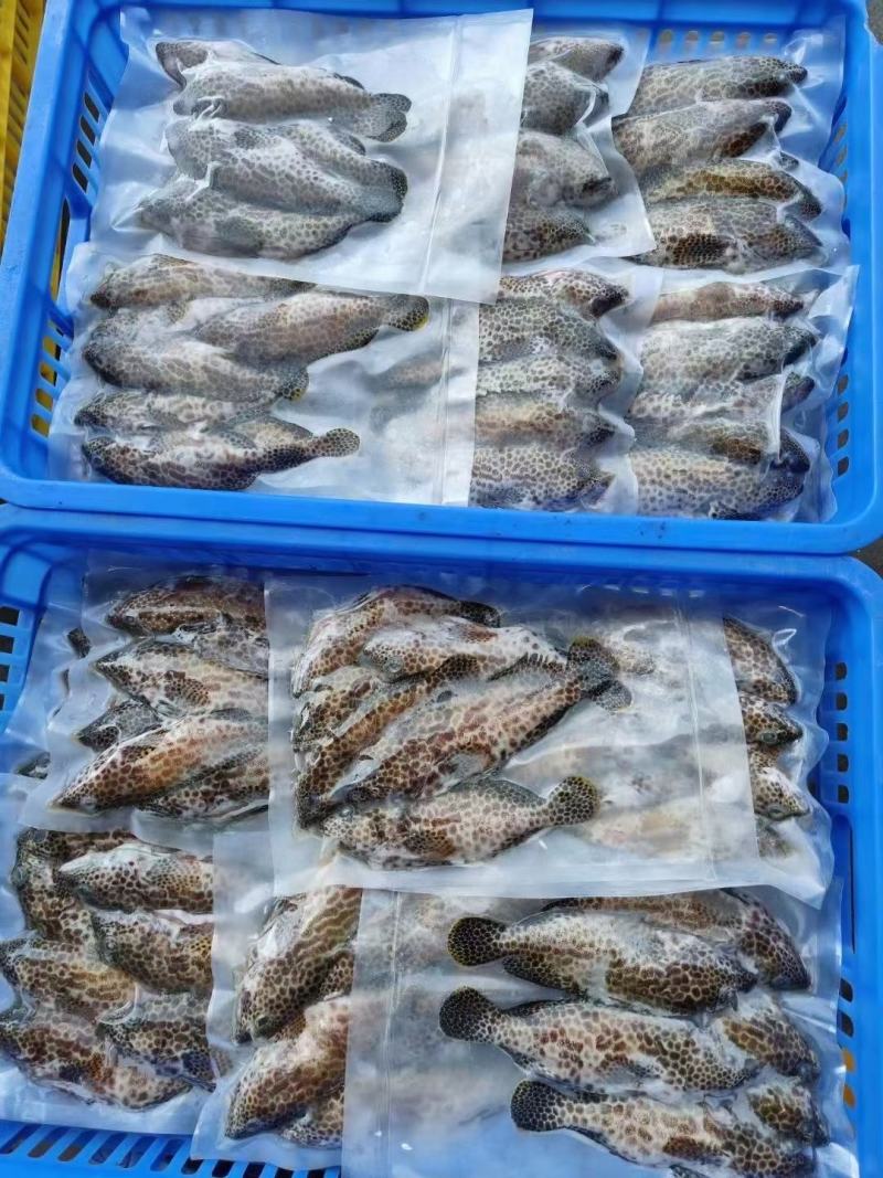 蜂巢斑-活杀极冻蜂巢斑-海南锦福益海供应蜂巢斑