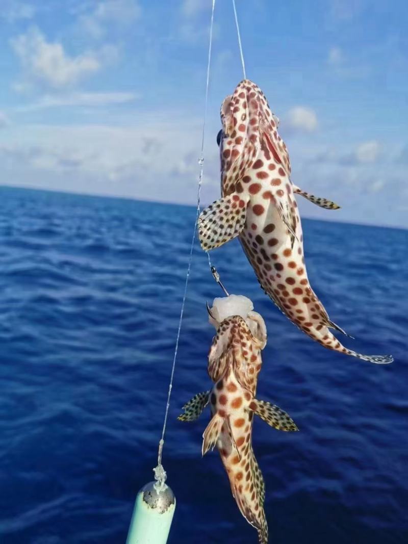 蜂巢斑-活杀极冻蜂巢斑-海南锦福益海供应蜂巢斑