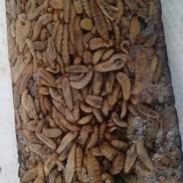 黑水虻/高蛋白龙虾螃蟹饲料
