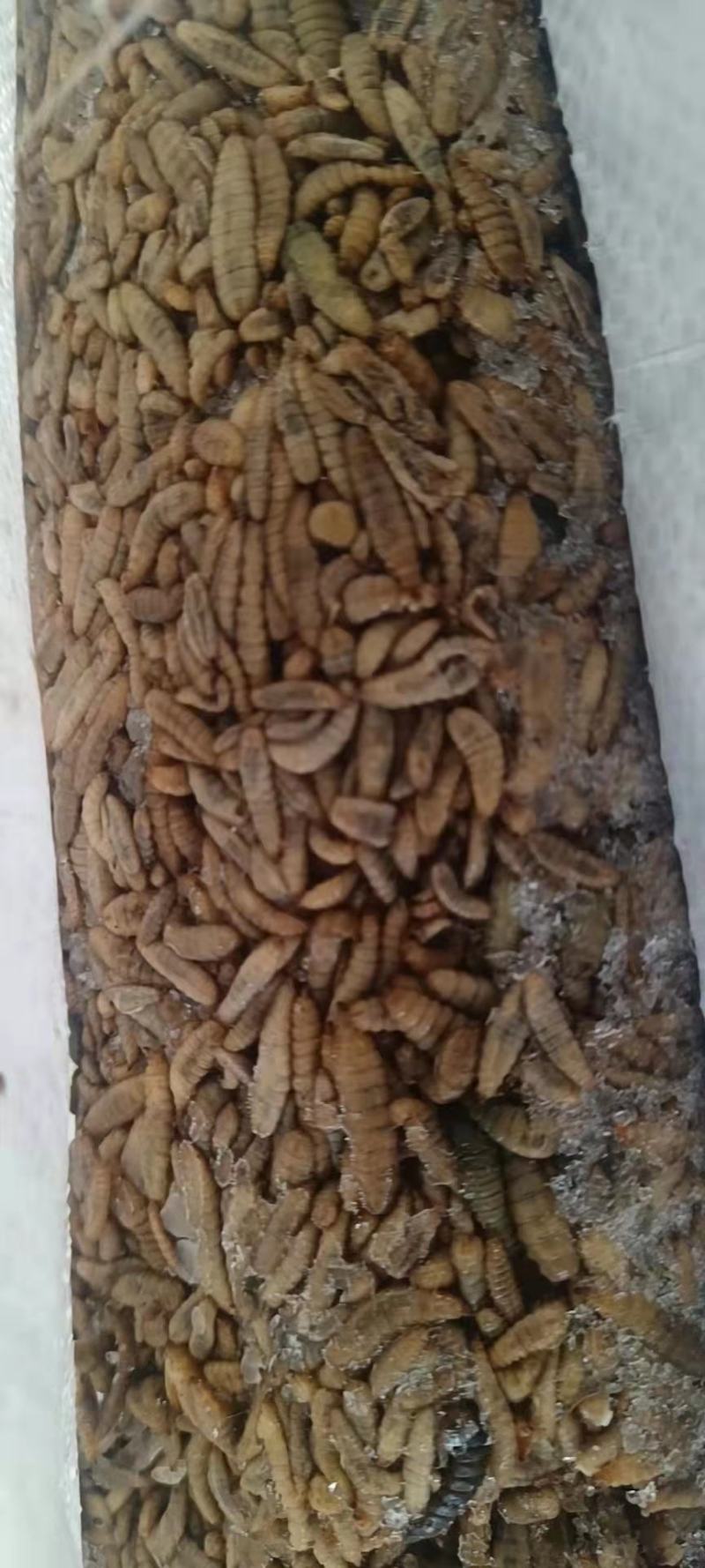 黑水虻/高蛋白龙虾螃蟹饲料