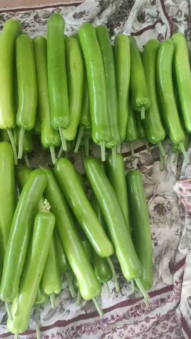 大量供应冷棚瓠瓜，夜开花，蒲瓜