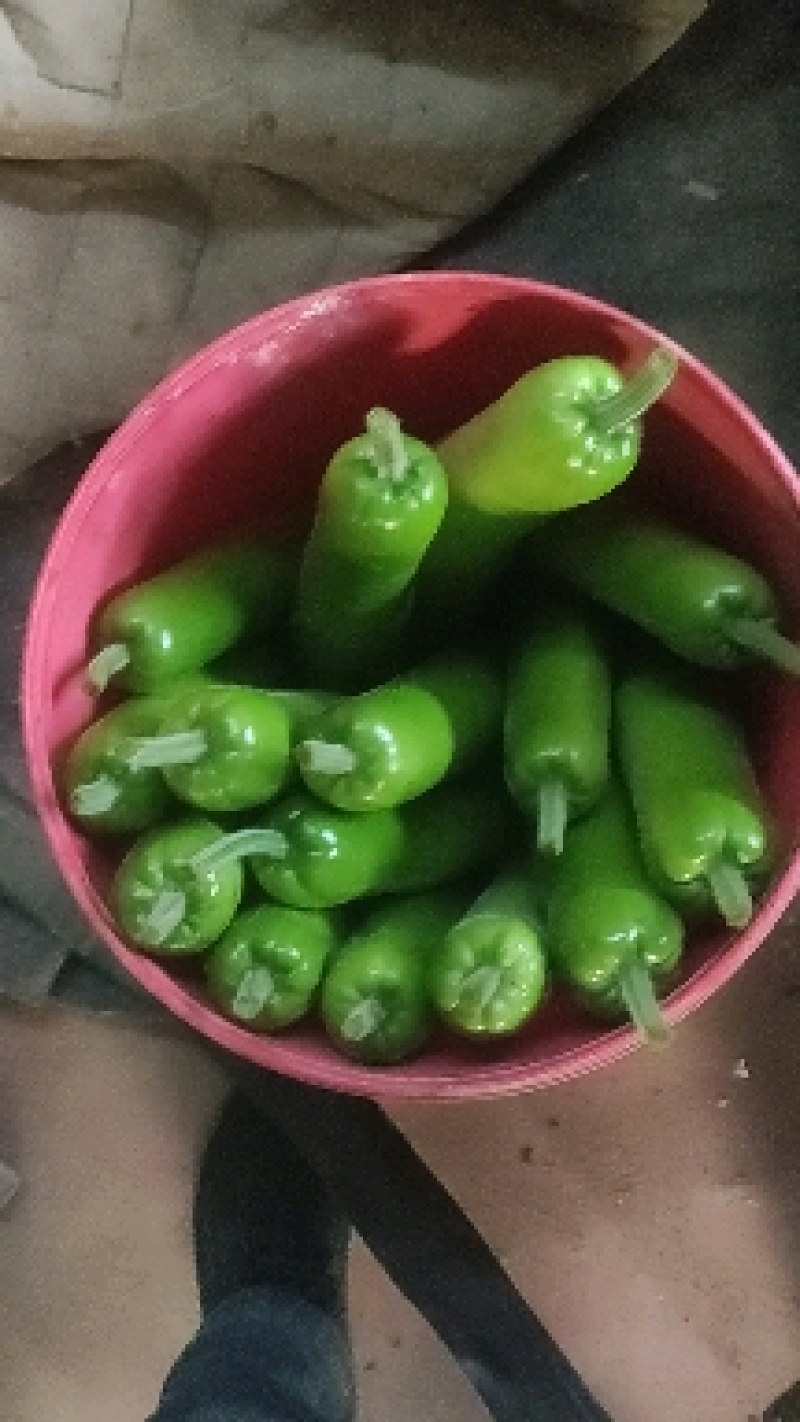 大量供应冷棚瓠瓜，夜开花，蒲瓜
