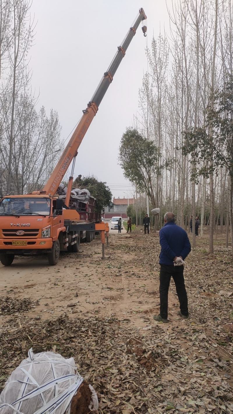 大叶女贞，规格齐全，价格美丽，实地考察，质量保证，价格优