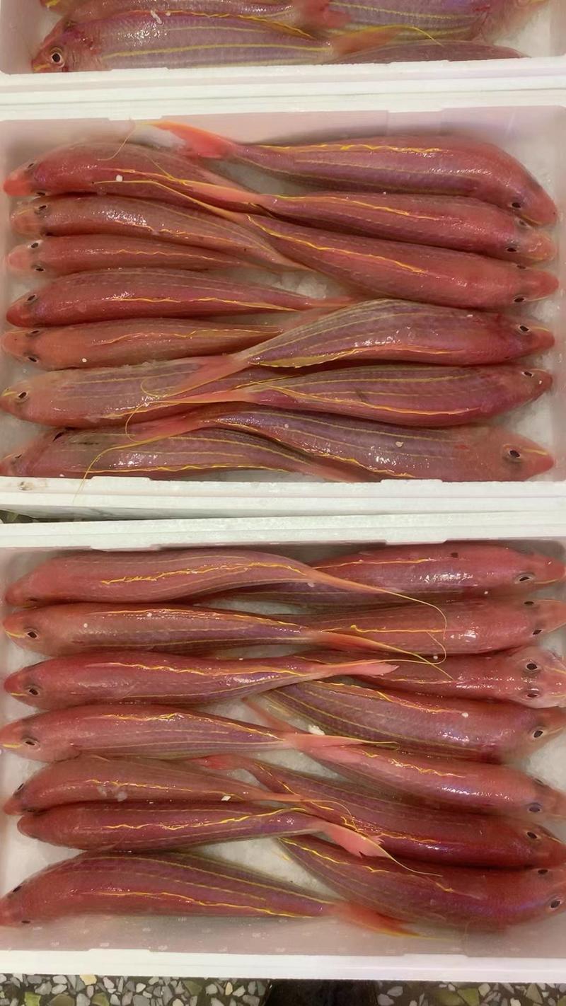 金线鱼、金丝红杉鱼、2条一斤规格、鲜度超靓一手货单条速冻