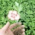 菊花苗，金丝黄菊，杭白菊，苏北菊，，，，