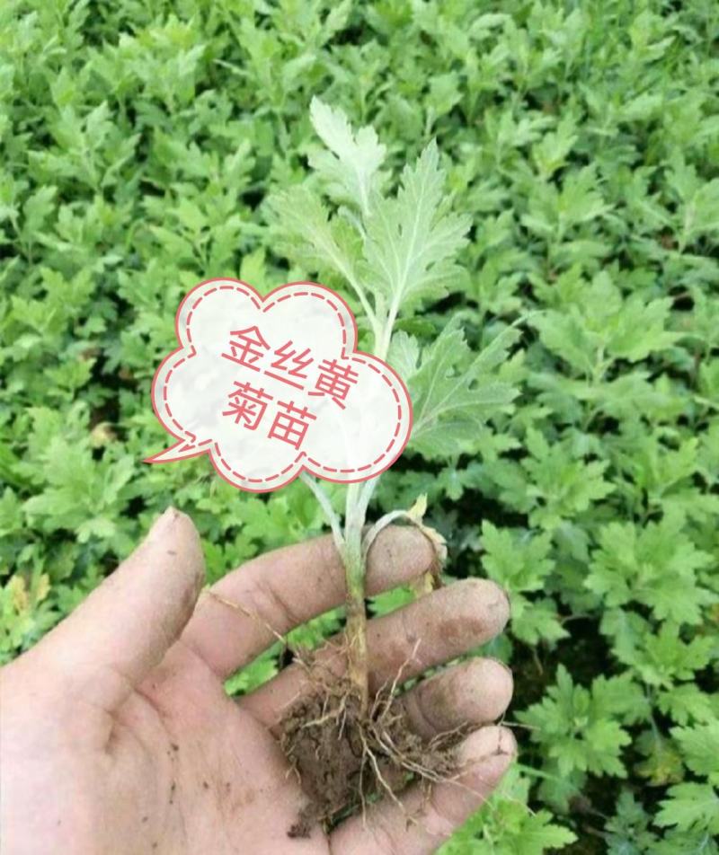 菊花苗，金丝黄菊，杭白菊，苏北菊，，，，