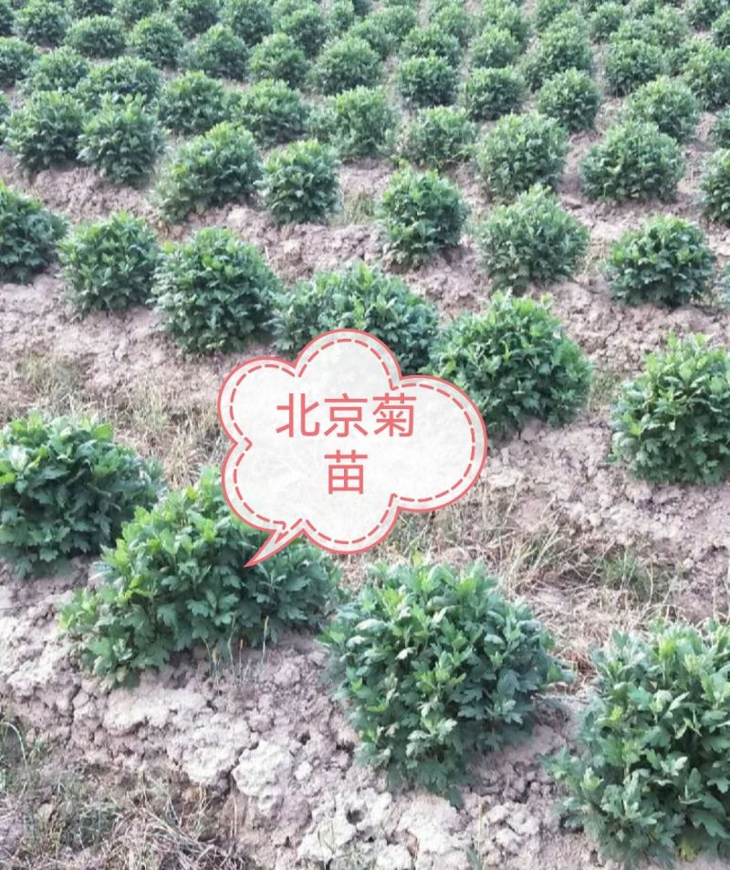 菊花苗，金丝黄菊，杭白菊，苏北菊，，，，