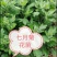 菊花苗，金丝黄菊，杭白菊，苏北菊，，，，