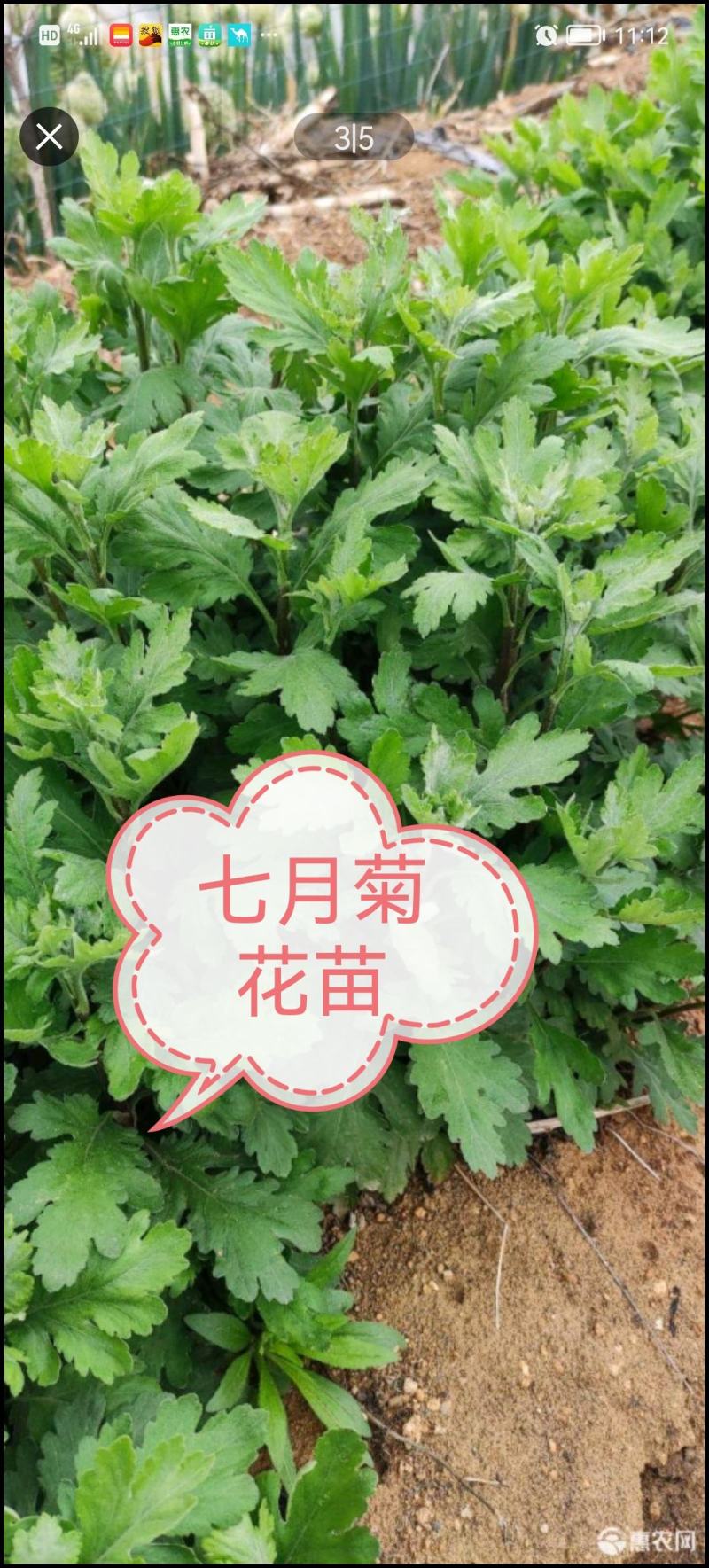 菊花苗，金丝黄菊，杭白菊，苏北菊，，，，