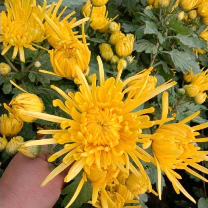 菊花苗，金丝黄菊，杭白菊，苏北菊，，，，