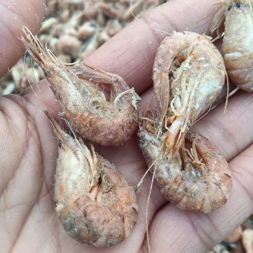 草虾，也叫婆婆虾