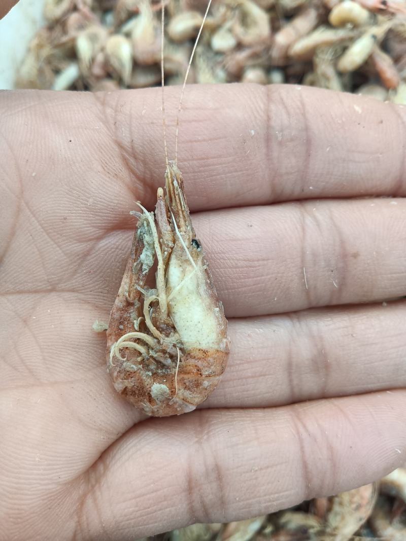 草虾，也叫婆婆虾