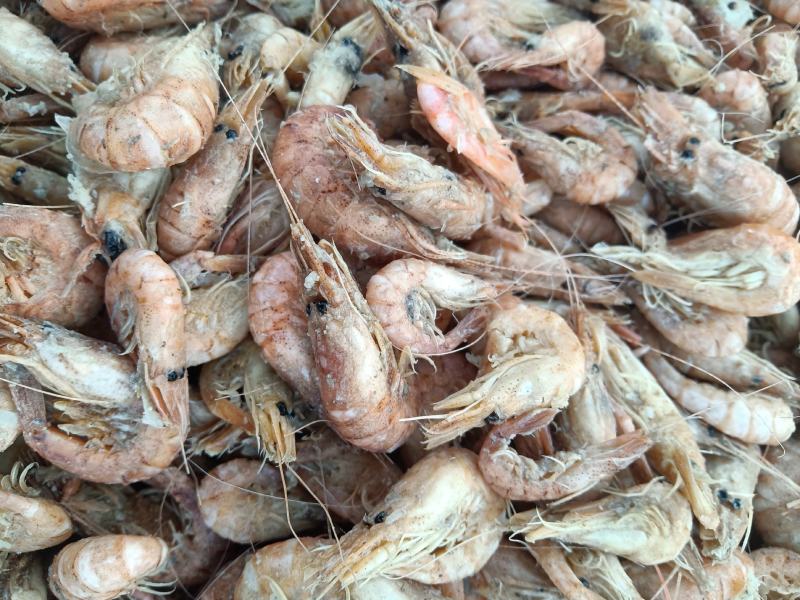 草虾，也叫婆婆虾