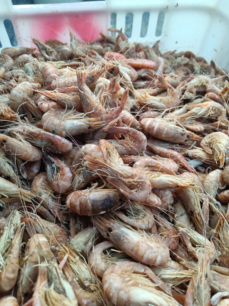 草虾，也叫婆婆虾