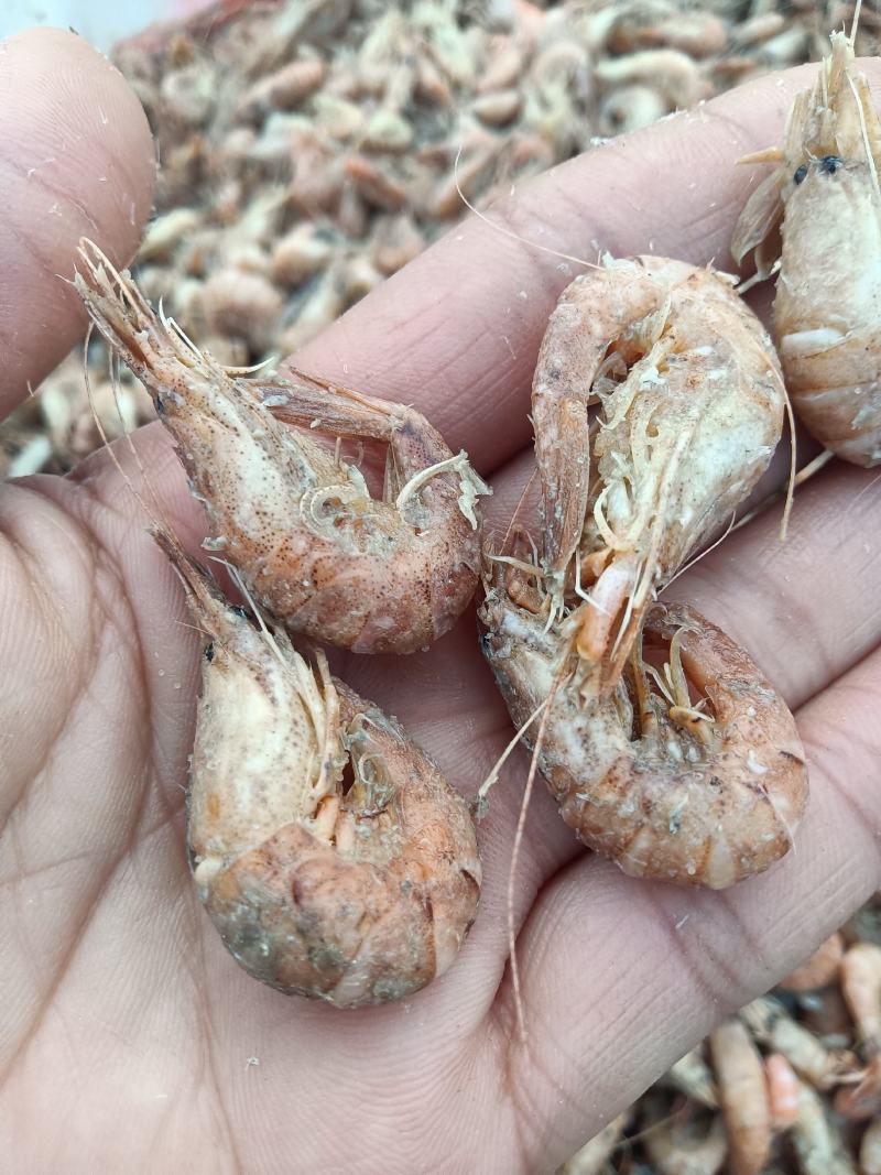 草虾，也叫婆婆虾