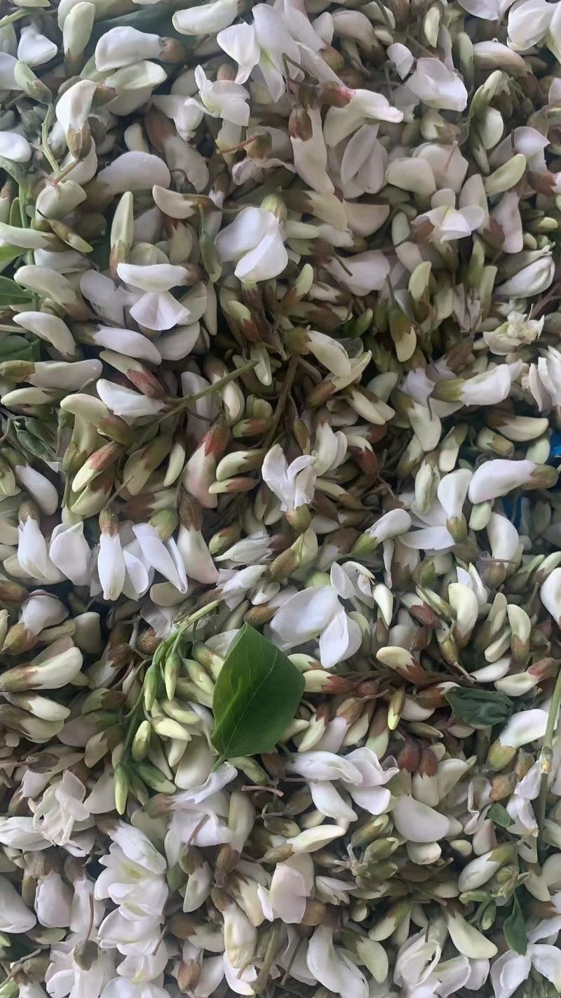 当地槐花大量有货