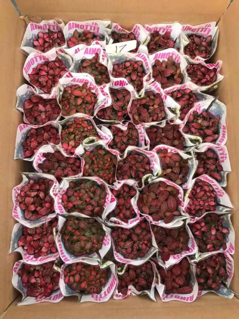 网纹草网纹草微景观微型景观盆景必备小装艺品广东供应