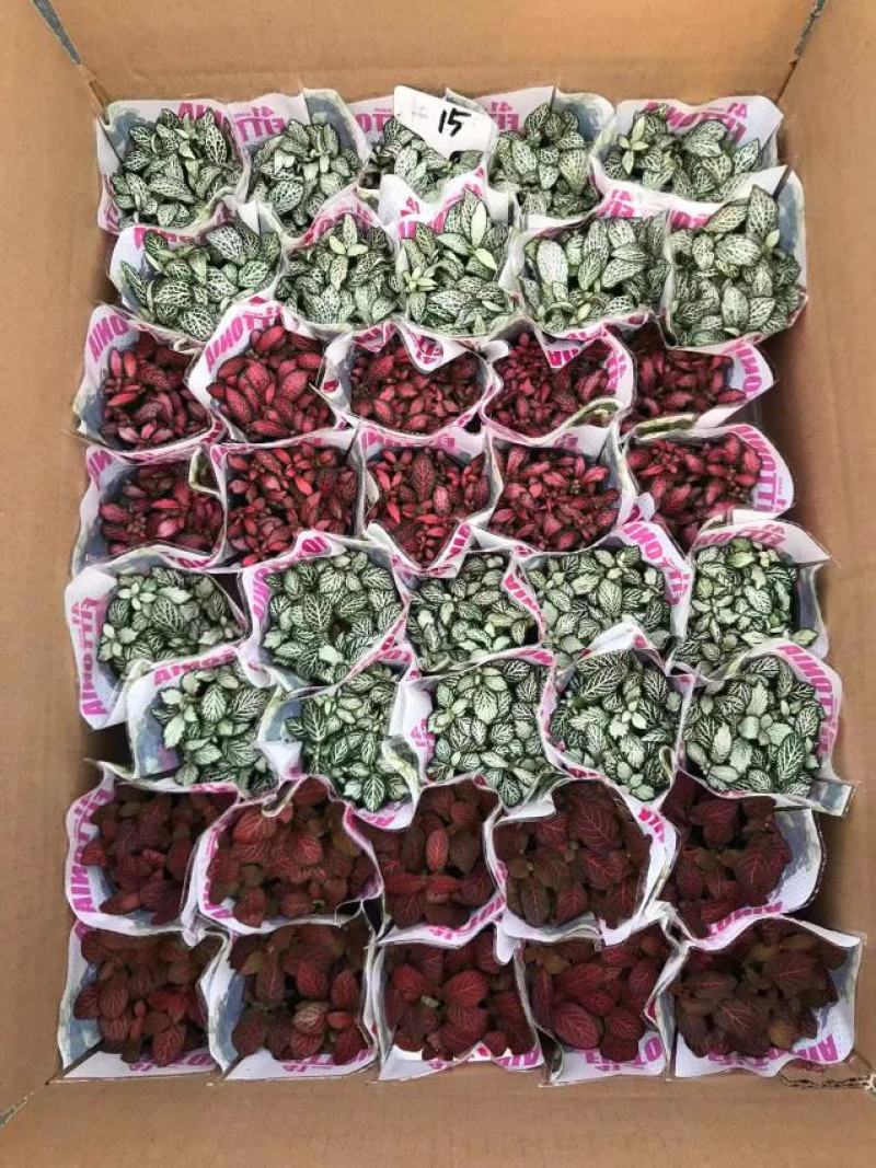 网纹草网纹草微景观微型景观盆景必备小装艺品广东供应