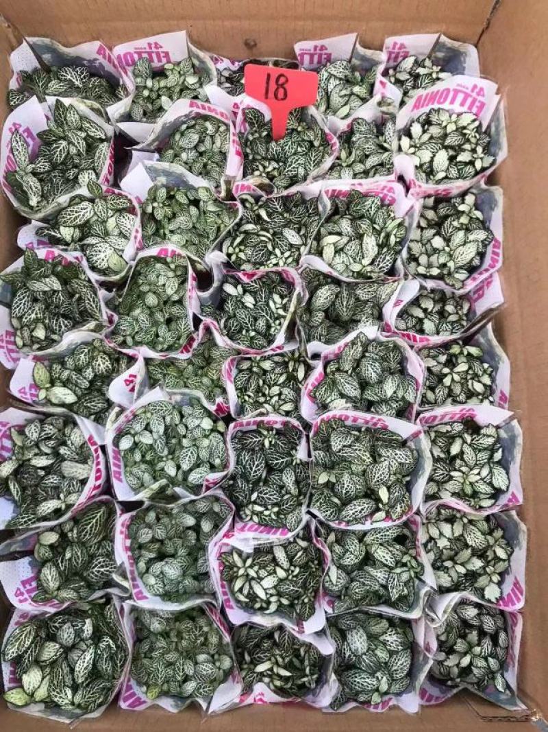 网纹草网纹草微景观微型景观盆景必备小装艺品广东供应