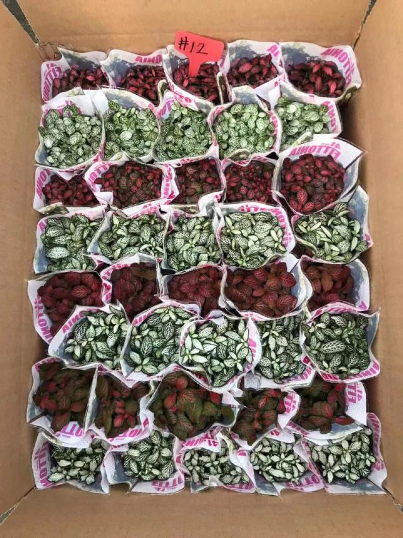 网纹草网纹草微景观微型景观盆景必备小装艺品广东供应