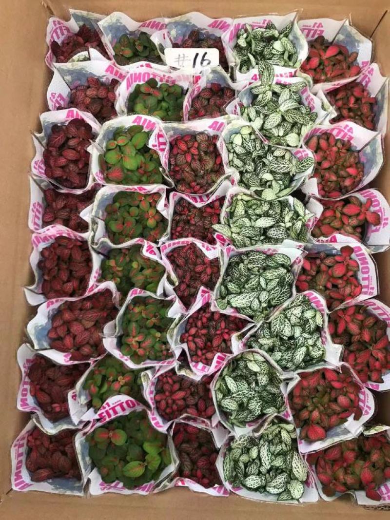 网纹草网纹草微景观微型景观盆景必备小装艺品广东供应