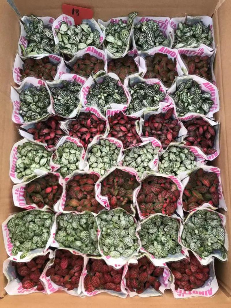 网纹草网纹草微景观微型景观盆景必备小装艺品广东供应