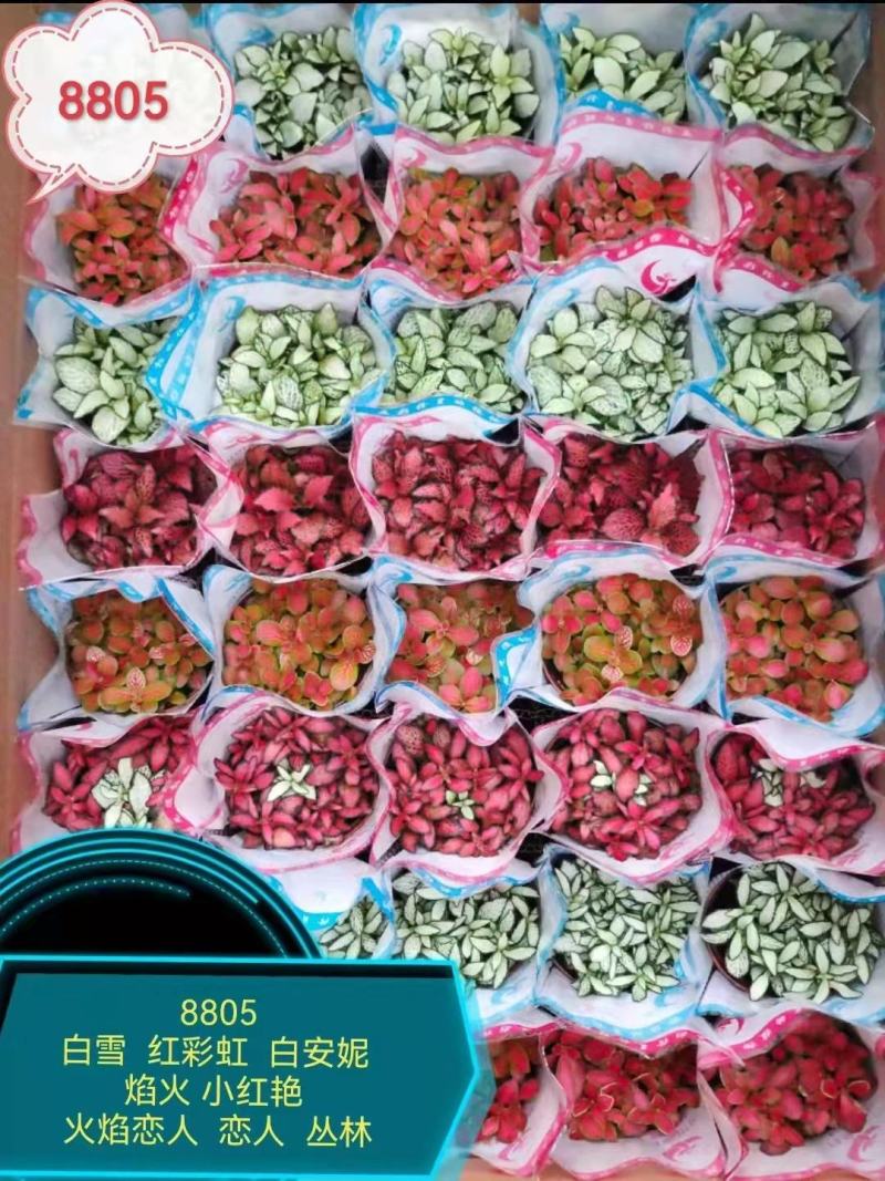 网纹草网纹草微景观微型景观盆景必备小装艺品广东供应