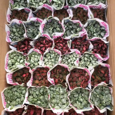 网纹草网纹草微景观微型景观盆景必备小装艺品广东供应