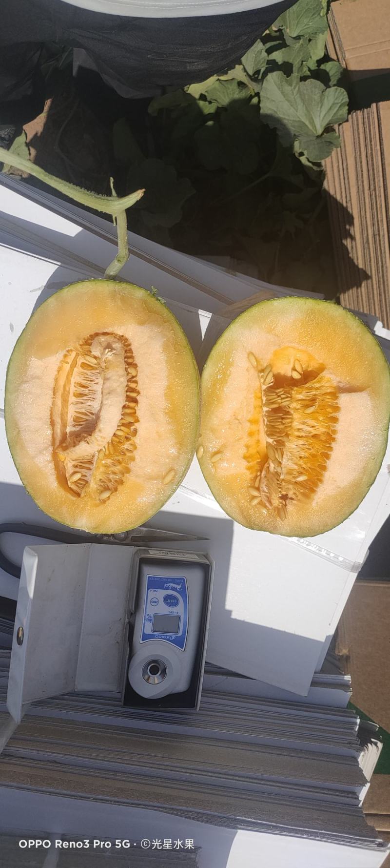新疆西洲密哈密瓜，无核白葡萄，葡萄干