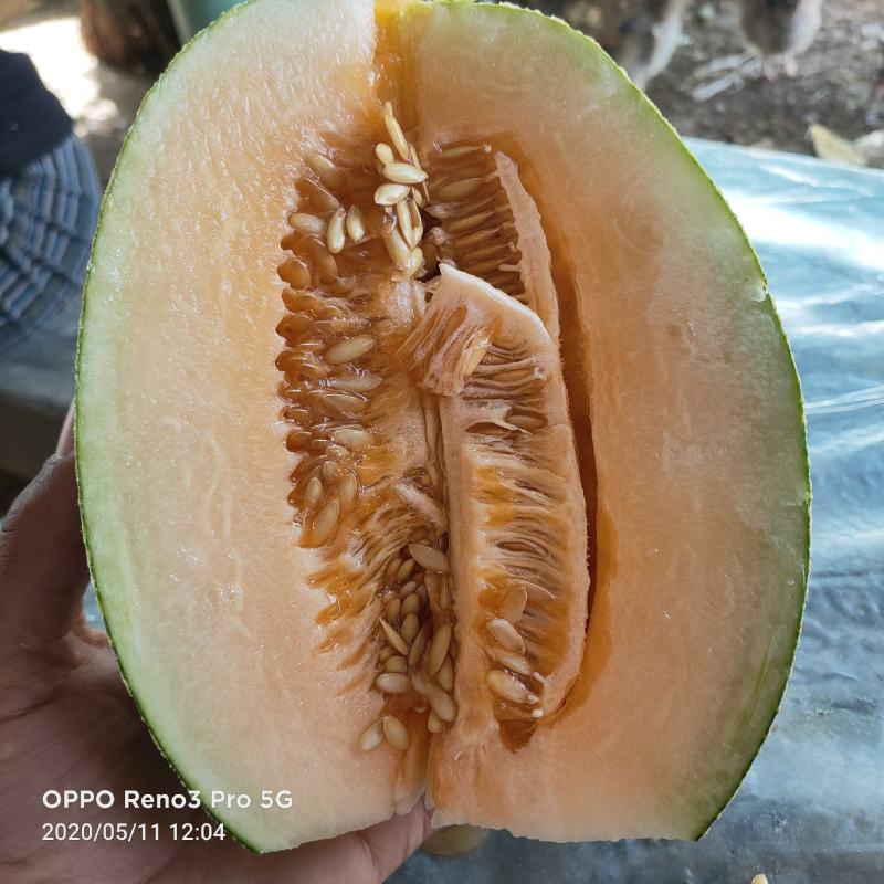 新疆西洲密哈密瓜，无核白葡萄，葡萄干